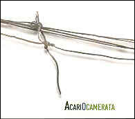 Acariocamerata